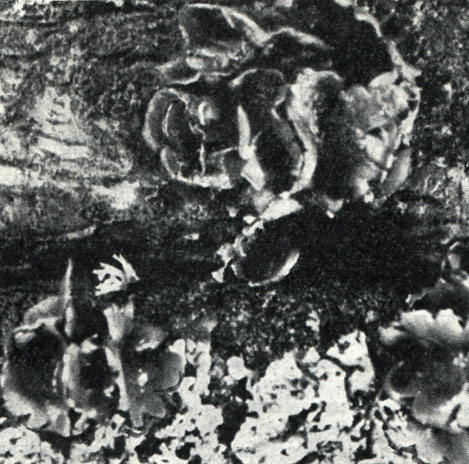 Рис. 114. Энцелия фасцикулярис (Encoelia fascicularis)