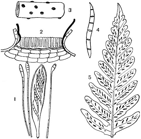 Рис. 116. Фацидиевые. Коккофацидиум сосновый (Coccophacidium pini): 1 - сумка и парафизы; 2 - разрез апотеция; 3 - пораженная ветвь с апотециями; 4 - аскоспора; 5 - криптомицес папоротниковый (Cryptomyces pteridis)