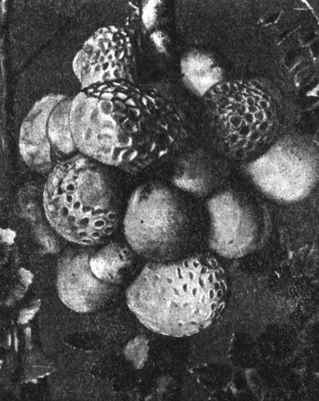 Рис. 120. Циттария Дарвина (Cyttaria darwinii). Стромы с апотециями