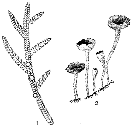 Рис. 122. Саркосцифовые: 1 - пития кипарисовая (Pithya cupressi); 2 - микростома вытянутая (Microstoma protracta)