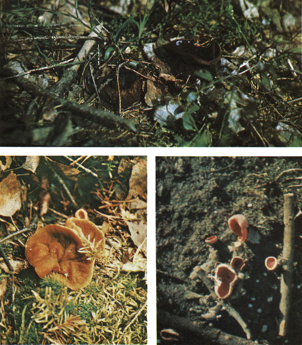 Таблица 23. Пецицевые грибы: вверху - саркосома шаровидная (Sarcosoma globosum); внизу слева - дисцина щитовидная (Discina ancilis); внизу справа - саркосцифа ярко-красная (Sarcoscypha coccinea)