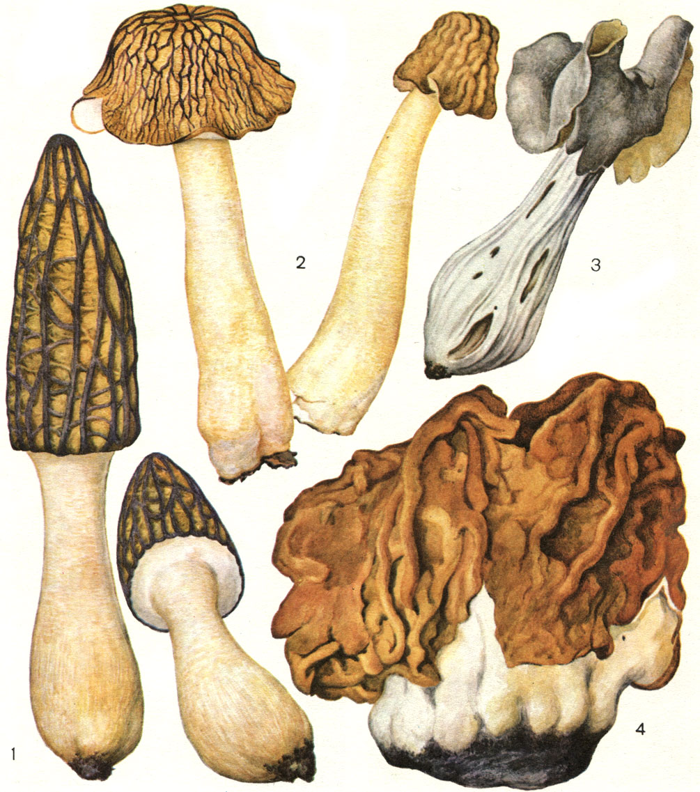 Таблица 24. Пецицевые грибы: 1 - сморчок конический (Morchella conica); 2 - шапочка сморчковая (Verpa bohemica); 3 - гельвелла ямчатая (Helvella lacunosa); 4 - строчок обыкновенный (Gyromitra esculenta)