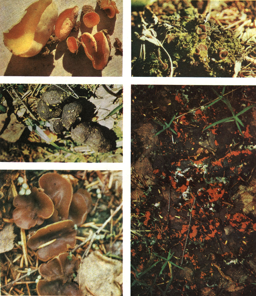 Таблица 25. Пецицевые грибы: вверху слева - алеврия оранжевая (Aleuria aurantia); вверху справа - аскофднус мясо-красный (Ascophanus carneus); внизу справа - пиронема омфалодес (Pyronema omphalodes); в середине слева - гумария шерстистая (Humaria subhirsuta); внизу слева - пецица фиолетовая (Peziza violacea)