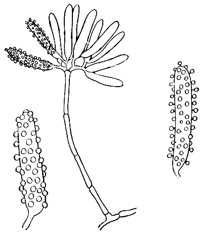 Рис. 125. Остракодерма (Ostracoderma). Конидиеносцы с конидиями