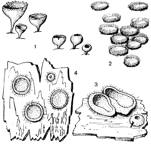 Рис. 131. Пиронемовые: 1 - геопиксис угольный (Geopyxis carbonaria); 2 - трихофея скученная (Trichophaea gregaria); 3 - гумария полушаровидная (Humaria hemisphaerica); 4 - скутеллиния блюдцевидная (Scutellinia scutellata)