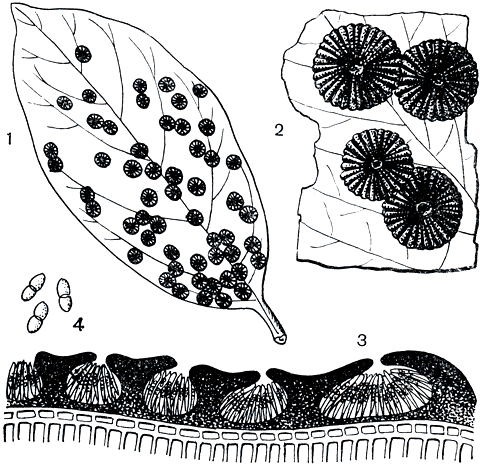Рис. 140. Пармулярия стиракса (Parmularia stiracis): 1 - лист питающего растения с плодовыми телами; 2 - плодовые тела; 3 - поперечный разрез плодового тела с сумками и спорами; 4 - споры