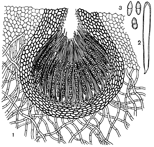 Рис. 142. Дидимосферия (Didymosphaeria peltigerae): 1 - поперечный разрез плодового тела с сумками и спорами; 2 - сумка; 3 - споры
