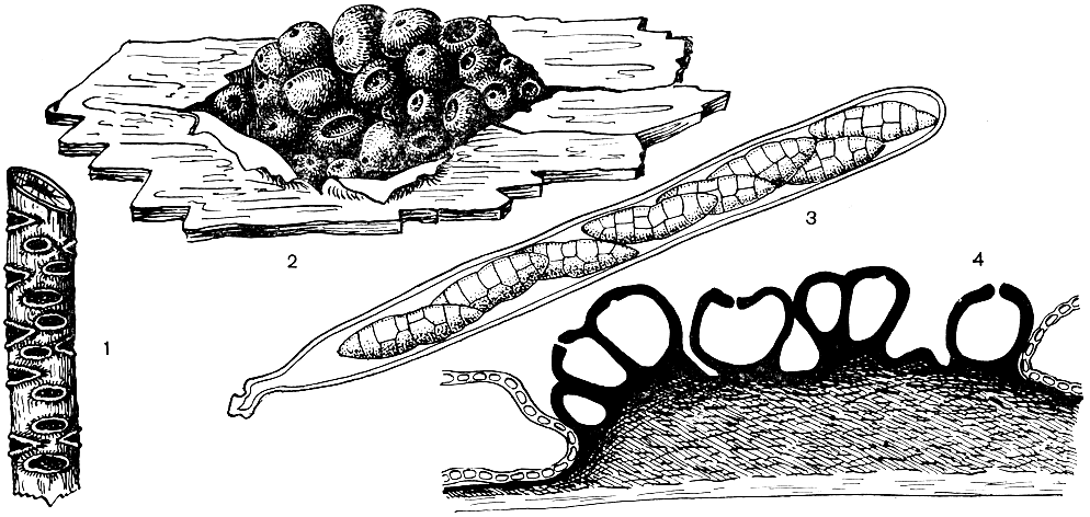Рис. 145. Кукурбитария караганы (Cucurbitaria caraganae): 1 - ветвь питающего растения с плодовыми телами; 2 - плодовые тела; 3 - сумка со спорами; 4 - поперечный разрез стромы и плодовых тел