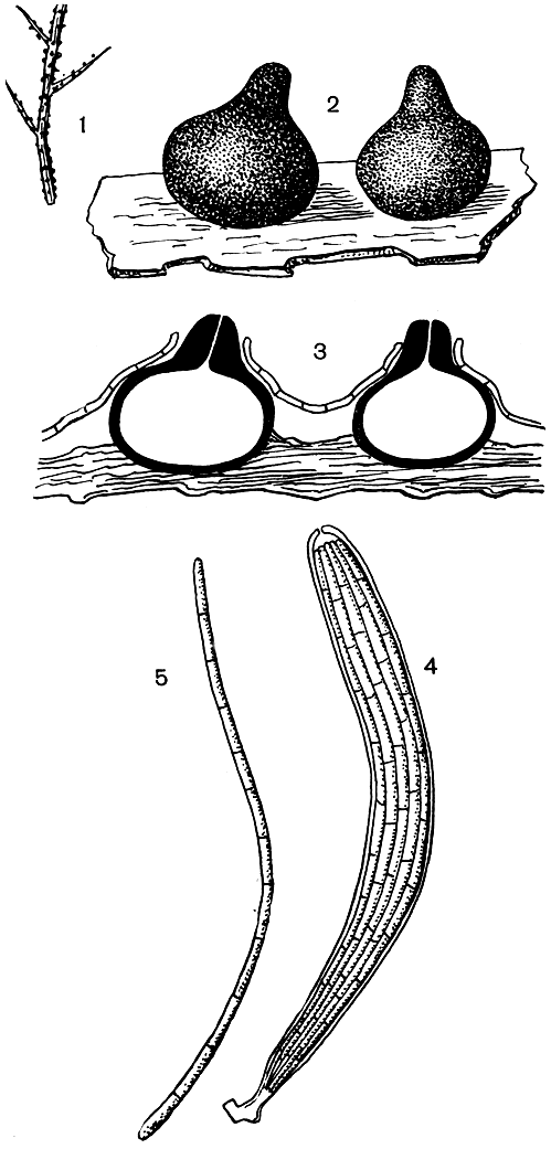 Рис. 146. Офиоболус фрутикум (Ophiobolus fruticum): 1 - стебель питающего растения с плодовыми телами; 2 - плодовые тела; 3 - поперечный разрез плодовых тел; 4 - сумка со спорами; 5 - спора