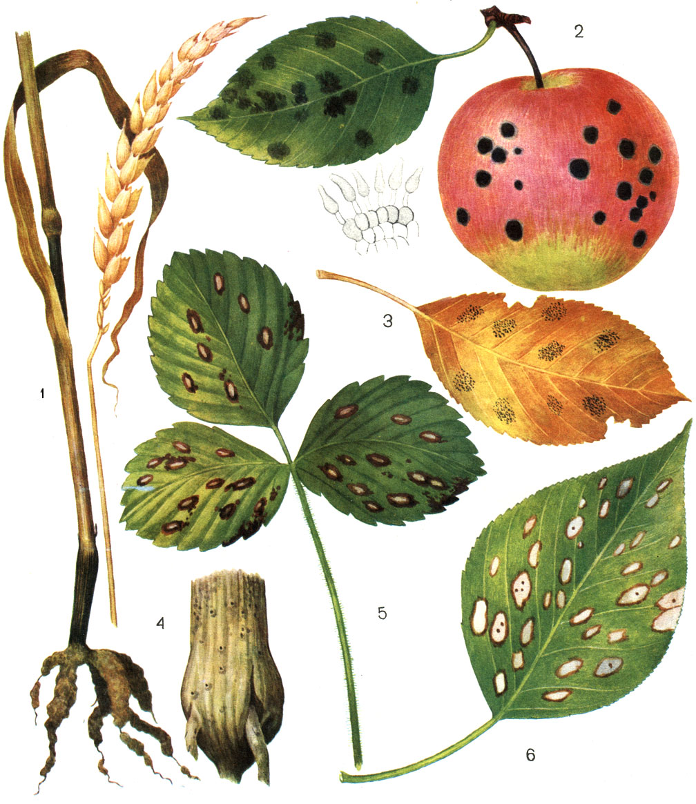 Таблица 27. Асколокулярные грибы: 1, 4 - офиоболез пшеницы (возбудитель - Ophiobolus graminis); 2, 3 - парша яблони (возбудитель - Venturia inaequalis); 5 - белая пятнистость листьев земляники; 6 - белая пятнистость листьев груши