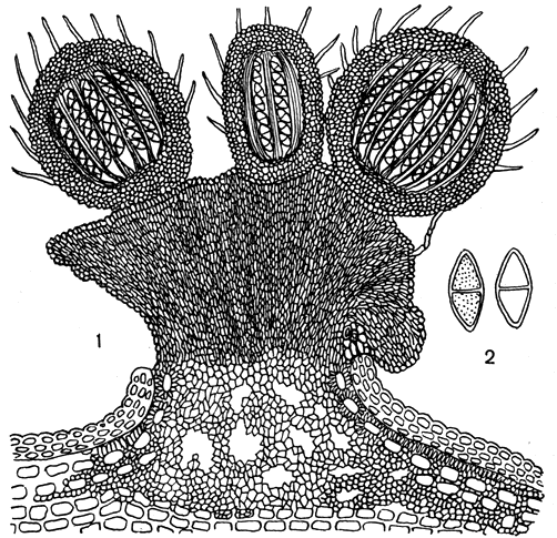 Рис. 149. Гиббера брусники (Gibbera vaccinii): 1 - поперечный разрез стромы и псевдотециев с сумками и спорами; 2 - споры