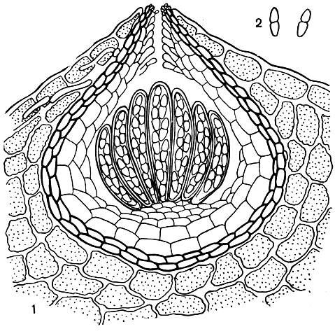 Рис. 150. Микосферелла точковидная (Mycosphaerella punctiformis): 1	- поперечный разрез плодового тела с сумками и спорами; 2 - спора