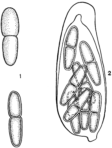 Рис. 151. Микосферелла лука (Mycosphaerella allicina): 1 - споры; 2 - сумка со спорами
