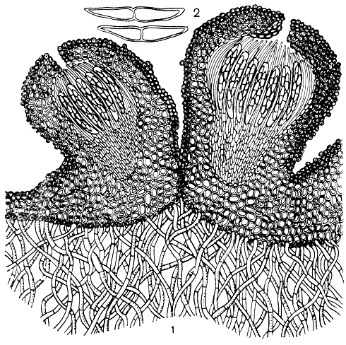 Рис. 152. Глониум стеллятум (Glonium stellatum): 1 - поперечный разрез стромы и псевдотециев с сумками и спорами; 2 - споры