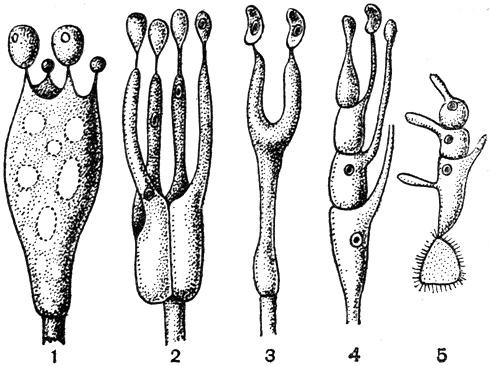 Рис. 153. Типы базидий: 1 - холобазидия; 2, 3, 4 - гетеробазидии; 5 - склеробазидия, или фрагмобазидия
