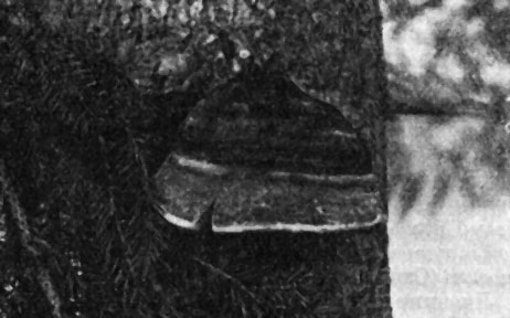 Рис. 162. Сосновая губка (Phellinus pini)