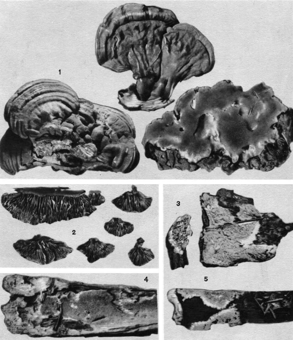 Таблица 28. Плодовые тела трутовых грибов: 1 - слева - плоский трутовик (Ganoderma applanatum); вверху - ганодерма смолистая (G. resinaceum); справа - феллинус черноиолосный (Phellinus nigrolimitatus); 2 - глеофиллум пихтовый (Gloeophyllum abietinum); 3, 5 - фибулопория кремовая (Fibuloporia cremea); 4 - фибулопория маипа (Fibuloporia mappa)