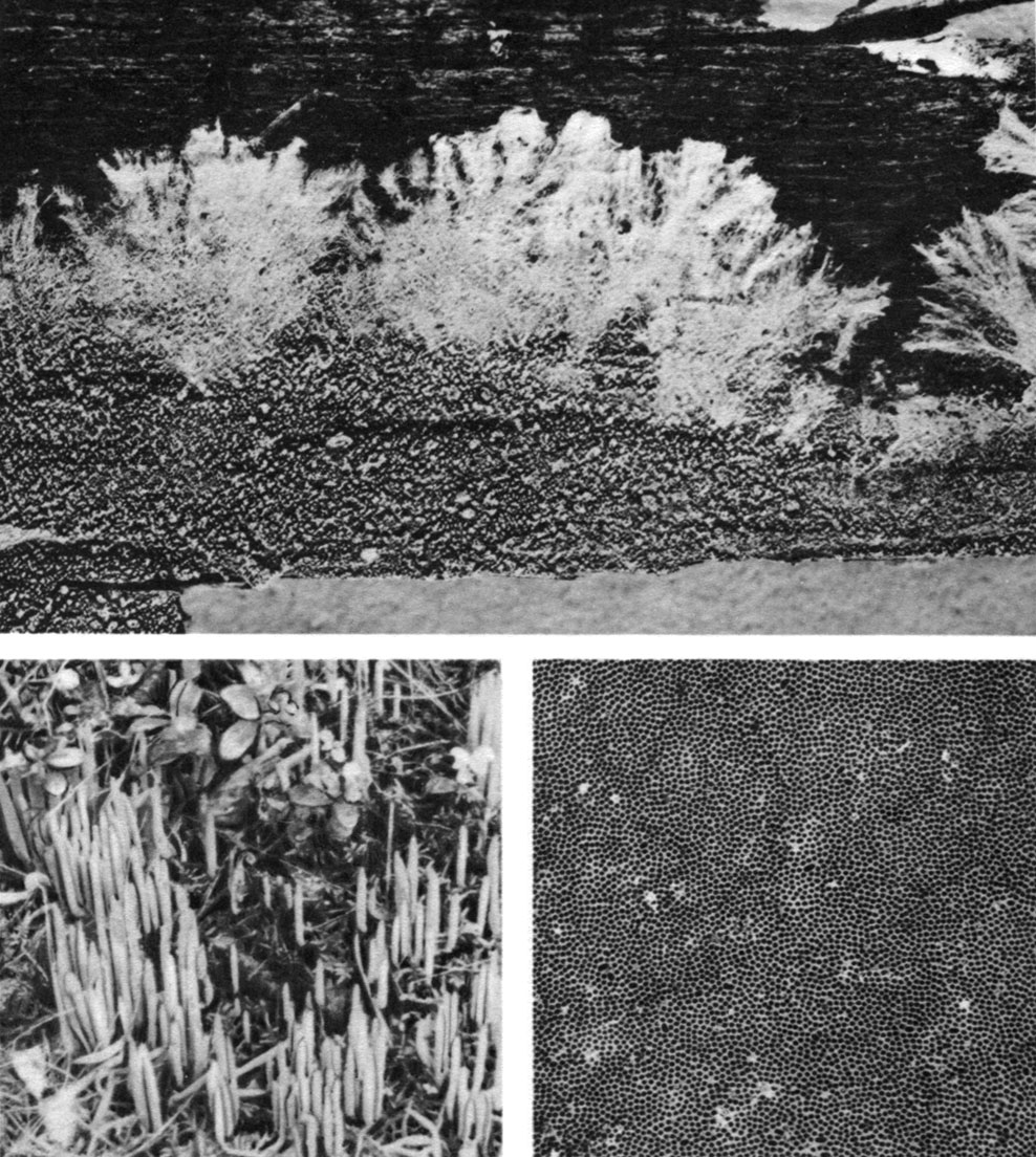 Таблица 30. Плодовые тела афиллофоровых грибов: вверху - трехиспора (Trechispora); внизу слева - рогатик (Clavaria); внизу справа - трубчатый гименофор