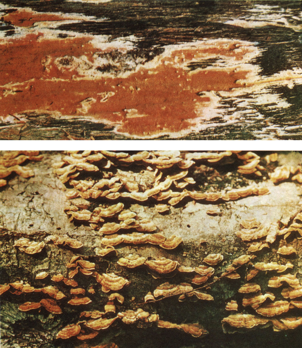 Таблица 31. Афиллофоровые грибы: вверху - мерулиопсис тисовый (Meruliopsis taxicola); внизу - стереум жестковолосый (Stereum hirsutum)