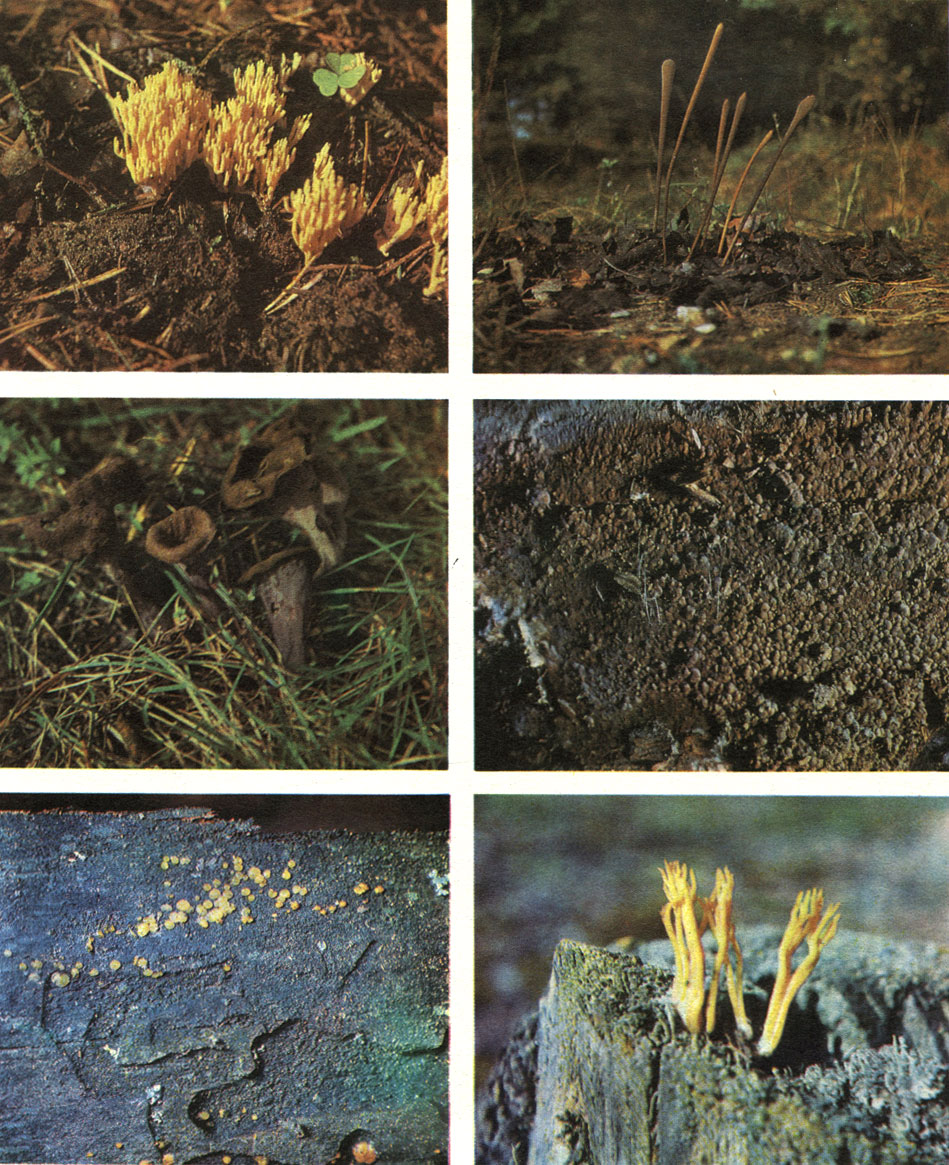 Таблица 32. Афиллофоровые и гетеробазидиальные грибы: вверху слева - рамария Инвала (Ramaria invalii); вверху справа - клавариадельфус ситниковый (Clavariadelphus junceus); в середине слева - серая лисичка (Craterellus cornucopioides); в середине справа - кониофора обыкновенная (Coniophora puteana); внизу слева - дакримицес деликвесценс (Dacrymyces deliquescens); внизу справа - калоцера вискоза (Calocera viscosa)