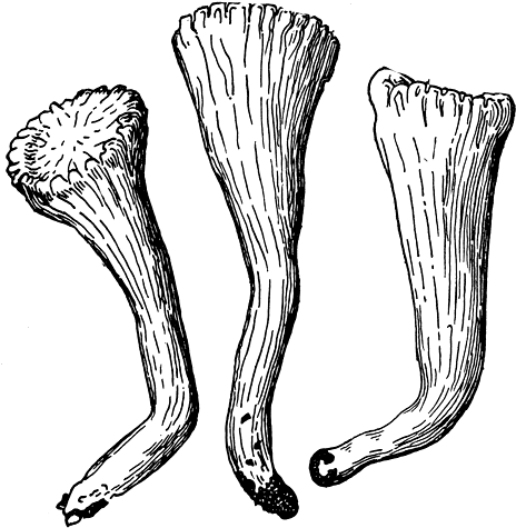 Рис. 171. Клавариадельфус усеченный (Clavariadelphus truncatus). Плодовое тело