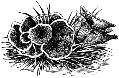 Рис. 173. Телефора наземная (Thelephora terrestris). Плодовые тела