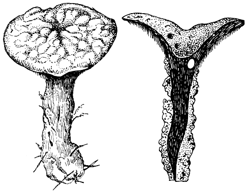 Рис. 174. Гиднеллум ржавчинный (Hydnellum ferrugi- neum). Плодовые тела (справа - в разрезе)