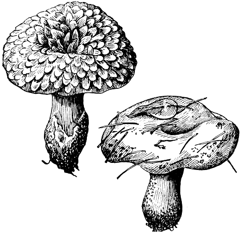 Рис. 175. Плодовые тела грибов рода саркодон: слева - саркодон черепитчатый (Sarcodon imbricatus); справа - саркодон светло-бурый (S. fuligineo-albus)