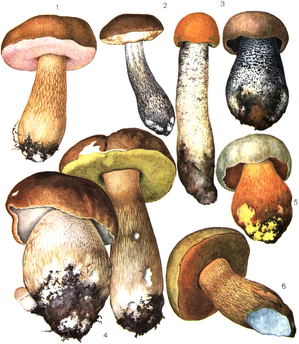 Таблица 34. Болетовые грибы: 1 - желчный гриб (Tylopilus felleus): 2 - березовик	обыкновенный (Leccinum scabrum); 3 - осиновик красный (L. auranticum); 4 - белый гриб (Boletus edulis); 5 -	сатанинский гриб (В. satanas); 6 - дубовик оливково-бурый (В. luridus)
