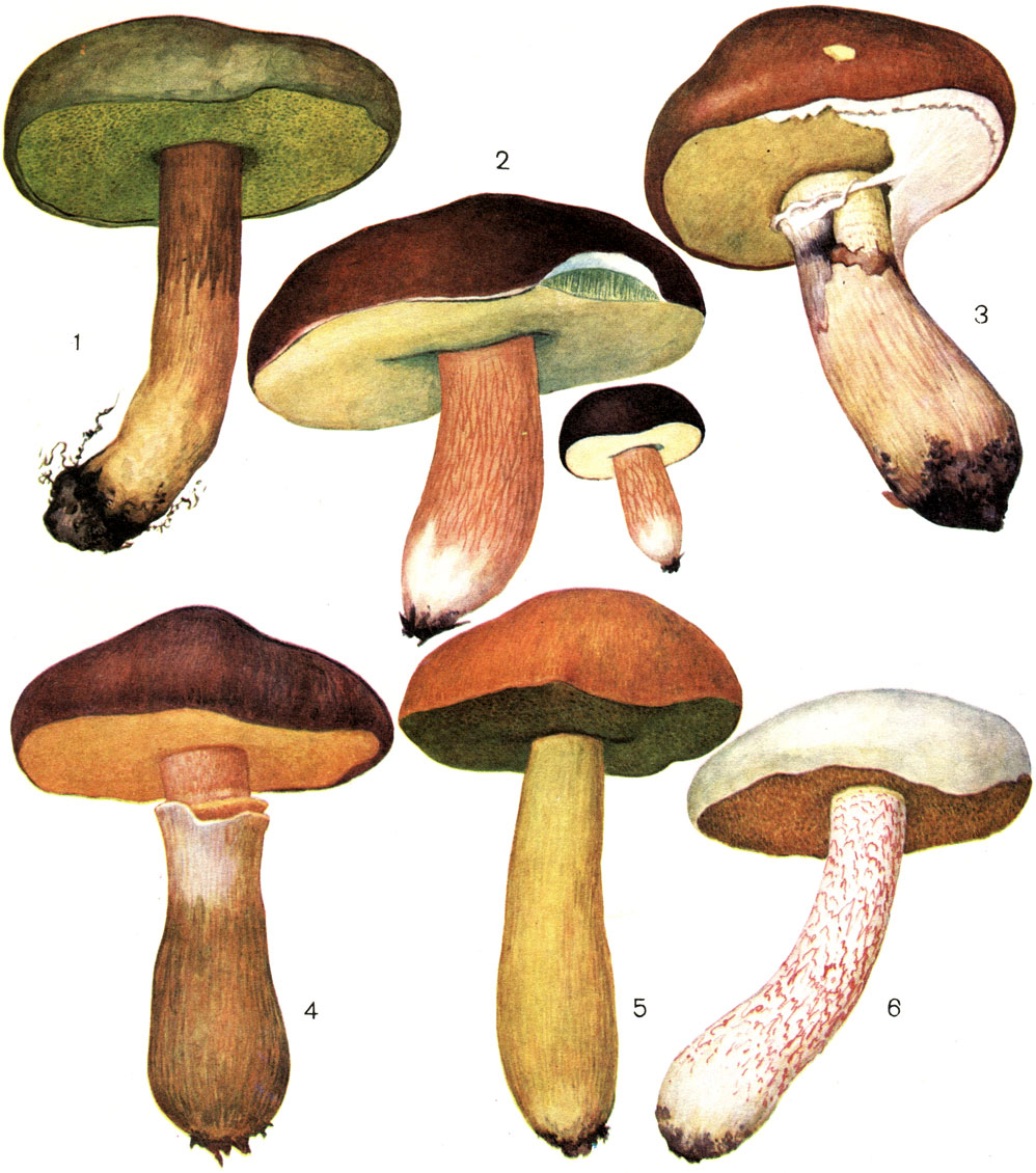 Таблица 35. Болетовые грибы: 1 - моховик зеленый (Xerocomus subtomentosus); 2 - польский гриб (X. badius); 3 - масленок желтый (Suillus luteus); 4 - масленок лиственничный (S. grevillei); 5 - масленок желто-бурый (S. variegatus); 6 - масленок белый (S. placidus)
