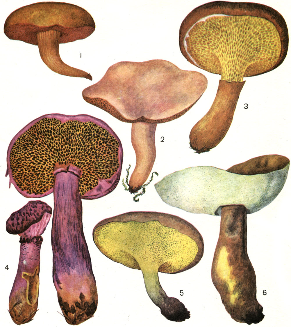Таблица 36. Болетовые грибы: 1 - перечный гриб (Suillus piperatus); 2 - козляк (S. bovinus); 3 - болетин полоножковый (Boletinus cavipes); 4 - болетин азиатский (В. asiaticus); 5 - подольшаник (Gyrodon lividus); 6 - каштановик (G. castaneus)