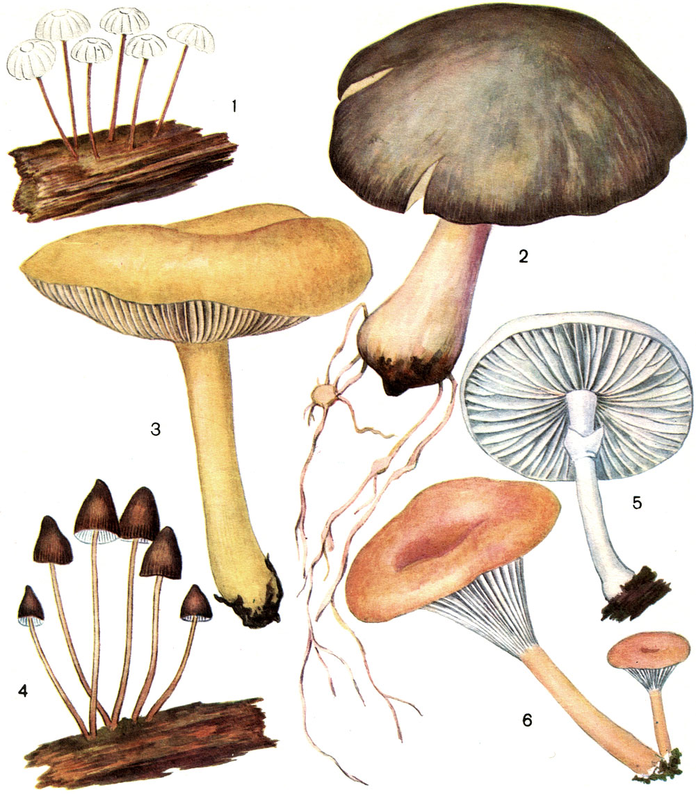 Таблица 38. Трихоломовые грибы: 1 - марасмиус ротуля (Marasmius rotula); 2 - удемансиелла широкопластинковая (Oudemansiella platyphylla); 3 - удемансиелла слизистая (О. mucida); 4 - мицена витилис (Мусепа vitilis); 5 - калоцибе гамбоза (Calocybe gambosa); 6 - говорушка ворончатая (Clitocybe infundibuliformis)