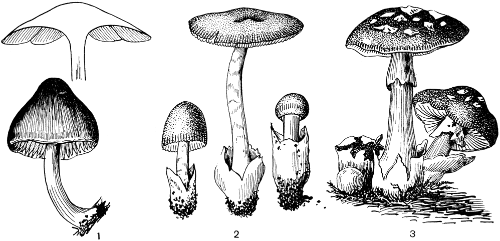 Рис. 181. Аманитовые: 1 - плютей олений (Pluteus cervinus)' 2 - поплавок (Amanitopsis); 3 - цезарский гриб (Amanita caesaria)