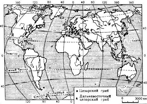 Карта 7. Распространение цезарского и дальневосточного цезарского грибов