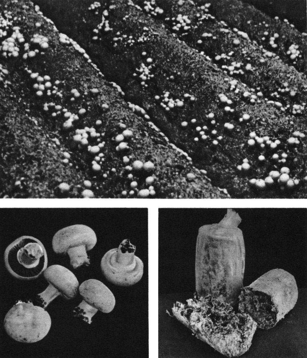 Таблица 40. Культивирование шампиньона: внизу слева - плодовые тела шампиньона двуспорового (Agaricus bisporus); вверху - шампиньоны на грядках в теплице; внизу справа - стерильная грибница культивируемого шампиньона