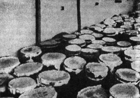 Рис. 188. Отрезки древесины, обмазанные грибной пастой - посадочным материалом летнего опенка