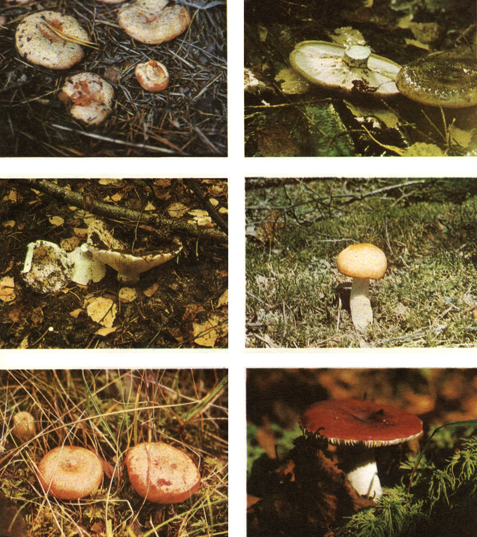 Таблица 45. Сыроежковые: вверху слева - рыжик (Lactarius deliciosus); вверху справа - груздь черный (L. necator); в середине слева - подгруздок белый (Russula delica); в середине справа - сыроежка желтая (R. flava); внизу слева - волнушка розовая (Lactarius torminosus); внизу справа - сыроежка болотная (R. paludosa)