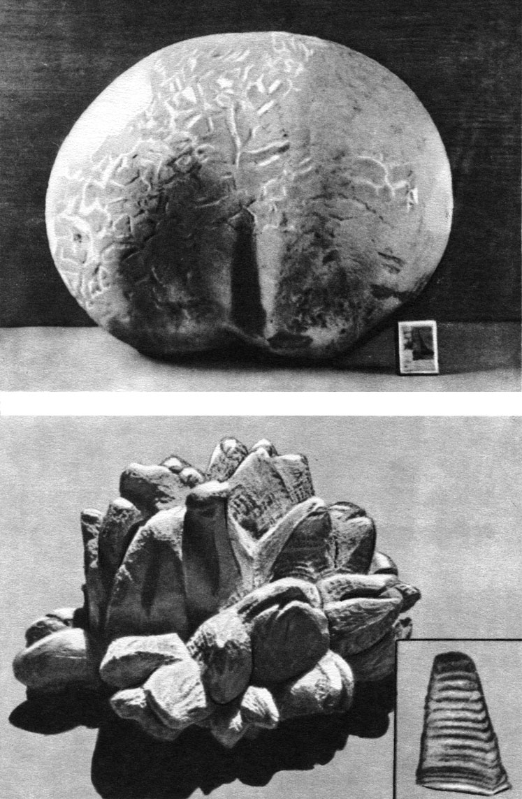 Таблица 46. Гастеромицеты: вверху - плодовое тело феллоринии шишковатой (Phellorinia strobilina); внизу - плодовое тело дождевика гигантского, или лангерманнии гигантской (Langermannia gigantea)