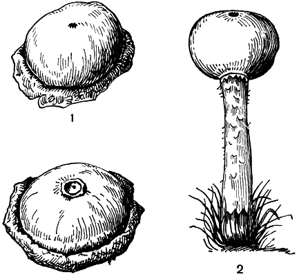 Рис. 202. Гастеромицеты: 1 - дисциседа (тарелочница) порховидная (Disciseda bovista); 2 - тулостома влагалищная (Tulostoma volvulatum)