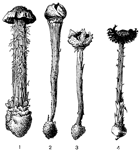 Рис. 203. Гастеромицеты: 1 - баттарея веселковидная (Battarea phalloides); 2 - хламидопус Мейена (Chlamydopus meyenianus); 3 - шизостома разорванная (Schlzostoma laceratum); 4 - монтанея песчаная (Montagnea arenaria)