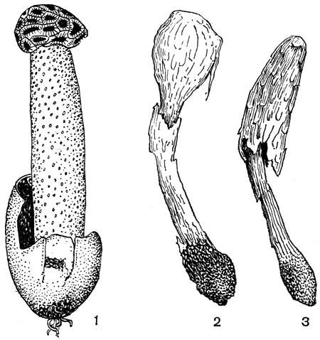 Рис. 204. Гастеромицеты: 1 - сотовик круглоголовый (Simblum sphaeroeephalum); 2, 3 - подаксис пестичный (Podaxis pistullaris)