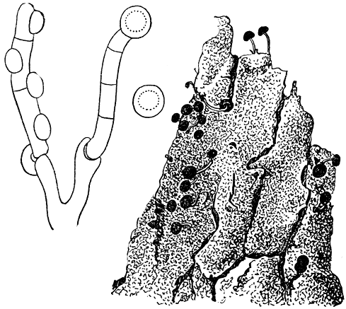 Рис. 209. Флеогена фагинея (Phleogena faginea): справа - плодовые тела; слева - базидии и споры