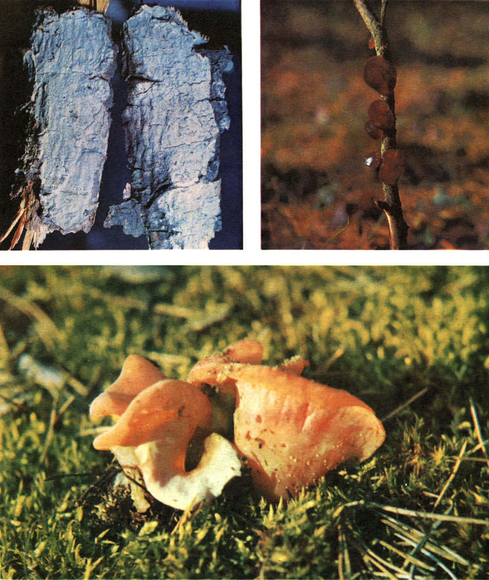Taблицa 53. Дрожалковые грибы: вверху слева - эксидиопсис известковый (Exidiopsis calcea); вверху справ а- эксидия рециза (Exidia recisa); внизу - тремискус гельвелловидный (Tremiscus helvelloides)