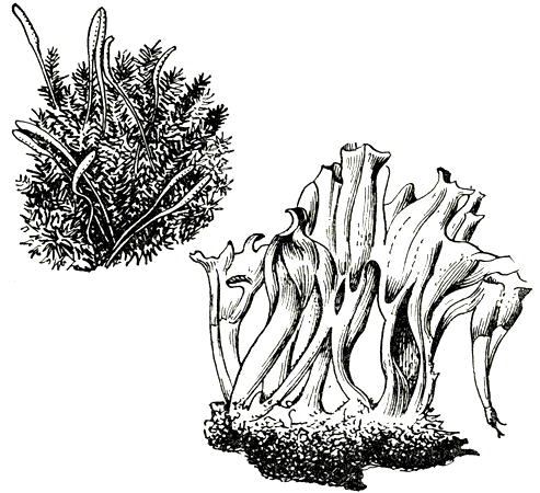 Рис. 210. Гетеробазидиальные: вверху - эокронарциум мусциколя (Eocronartium muscicola); внизу - дакриопинакс спатулярия (Dacryopinax spathularia