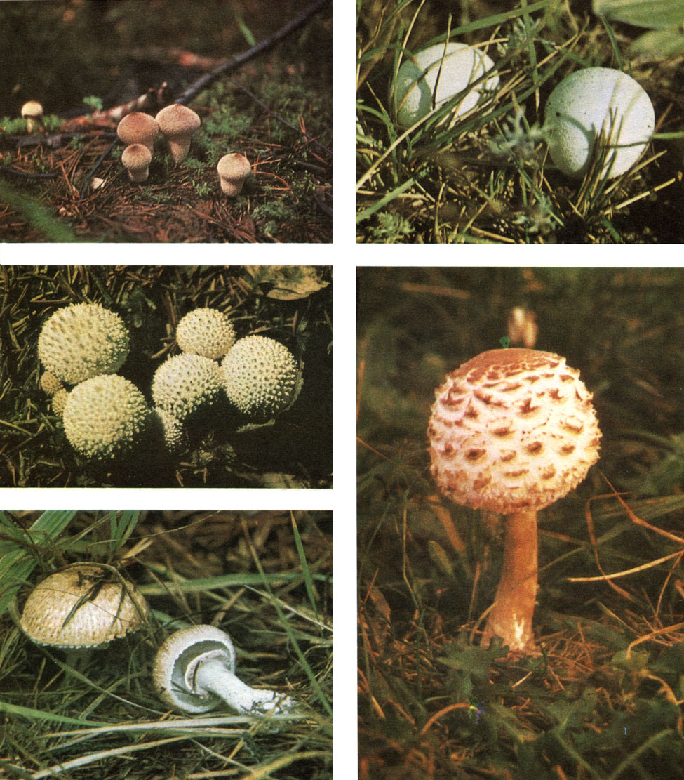 Таблица 49. Гастеромицеты и агариковые: вверху слева - дождевик шиповатый (Lycoperdon perlatum); в середине слева - дождевик ежевидноколючий L. echinatum); вверху справа - порховка чернеющая (Bovista nigrescens); внизу слева - шампиньон лесной (Agaricus silvaticus); внизу справа - гриб-зонтик пестрый (Macrolepiota procera)