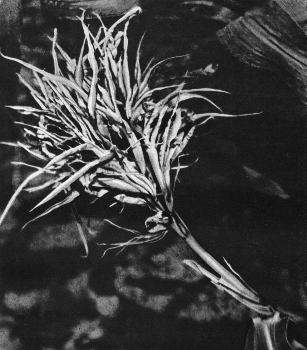 Таблица 52. Пыльная головня кукурузы (возбудитель - Sorosporium reilianum): пораженный султан кукурузы