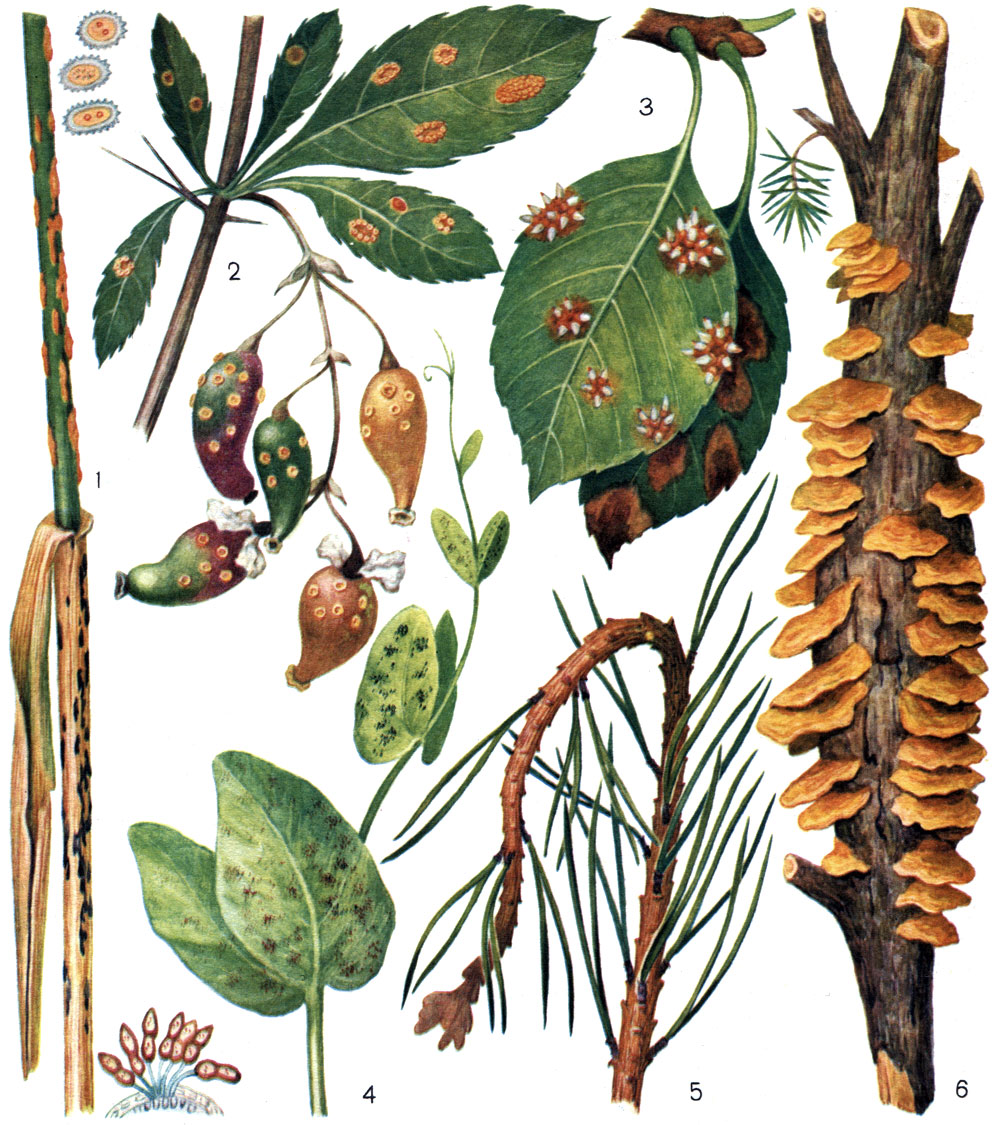 Таблица 54. Ржавчинные грибы: 1 - стеблевая ржавчина злаков (возбудитель - Puccinia graminis), справа - уредо- и телейтоспороношение на стеблях пшеницы; 2 - эцидия стеблевой ржавчины на барбарисе; 3 - гимноспорангиум (Gymnosporangium tremelloides) эцидии на листьях яблони; 4 - ржавчина гороха (возбудитель - Uromyces pisi); 5 - поражение сосны вертуном (возбудитель - Melampsora pinitorqua); 6 - поражение можжевельника (возбудитель - Gymnosporangium juniperinum)