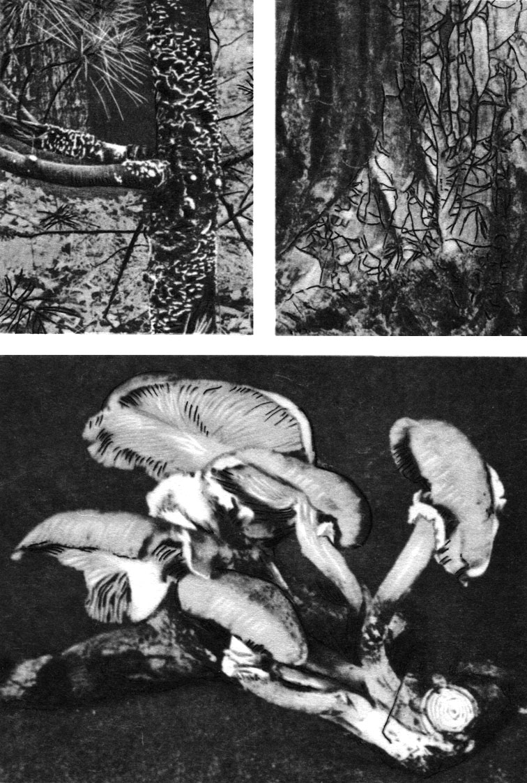 Таблица 55. Паразитные базидиальные грибы: вверху слева - эцидии пузырчатой ржавчины на стволе веймутовой сосны (возбудитель - Cronartium ribicola); вверху справа - ризоморфа опенка в основании погибшего дерева; внизу - плодовые тела опенка, выросшие из ризоморф