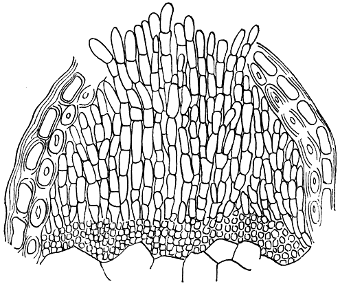 Рис. 219. Хризомикса на ели (Chrysomyxa abieties). Телейтоспоры