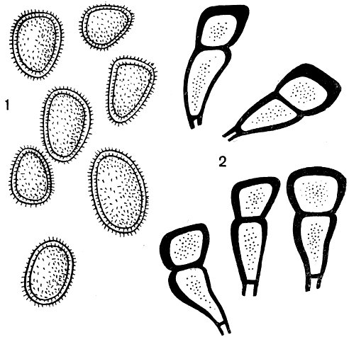 Рис. 221. Желтая ржавчина пшеницы (Puccinia striiformis): 1 - уредоспоры; 2 - телейтоспоры